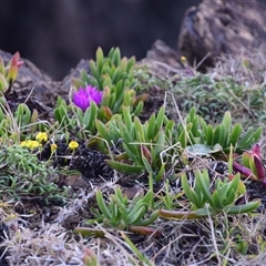 Carpobrotus glaucescens at Port Macquarie, NSW - 11 Jul 2025 by LyndalT