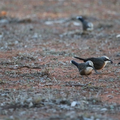 Pomatostomus temporalis rubeculus at Gunderbooka, NSW - 7 Jul 2025 by MB