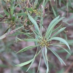 Acacia doratoxylon at Baranduda, VIC - Today by KylieWaldon