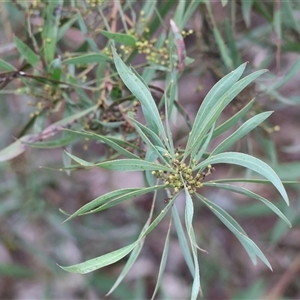 Acacia doratoxylon at Baranduda, VIC - Today by KylieWaldon