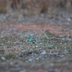 Psephotus haematonotus at Gunderbooka, NSW - 7 Jul 2025 07:37 AM