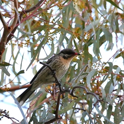 Acanthagenys rufogularis at Gunderbooka, NSW - 7 Jul 2025 by MB