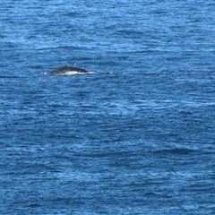 Megaptera novaeangliae at Port Macquarie, NSW - 11 Jul 2025 by LyndalT