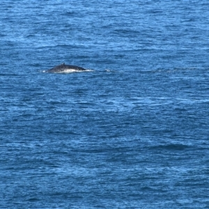 Megaptera novaeangliae at Port Macquarie, NSW - 11 Jul 2025 03:26 PM