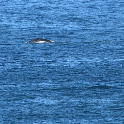 Megaptera novaeangliae at Port Macquarie, NSW - 11 Jul 2025 by LyndalT