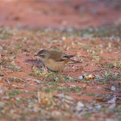 Climacteris picumnus picumnus at Gunderbooka, NSW - 7 Jul 2025 08:27 AM