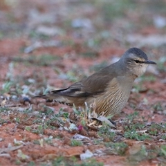 Climacteris picumnus picumnus at Gunderbooka, NSW - 7 Jul 2025 08:27 AM