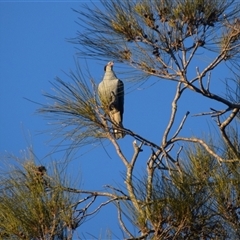 Ocyphaps lophotes at Port Macquarie, NSW - Yesterday by LyndalT