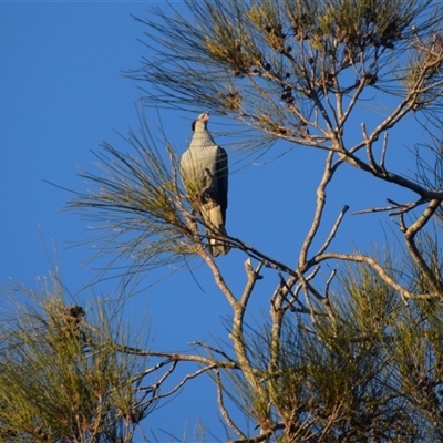 Ocyphaps lophotes at Port Macquarie, NSW - Yesterday by LyndalT