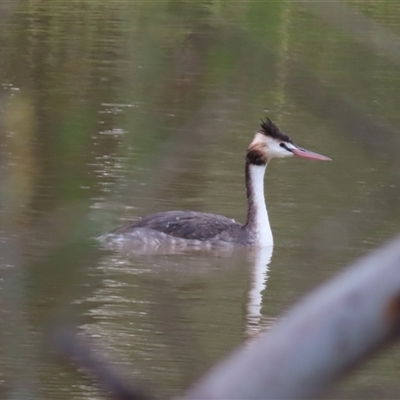 Podiceps cristatus at Gumbalie, NSW - 8 Jul 2025 by MB
