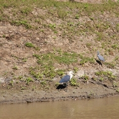 Ardea pacifica at North Bourke, NSW - 7 Jul 2025 by MB