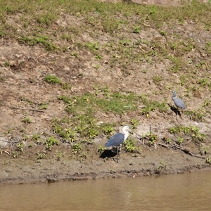 Ardea pacifica at North Bourke, NSW - 7 Jul 2025 by MB