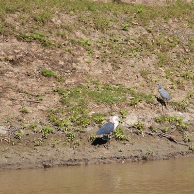 Ardea pacifica at North Bourke, NSW - 7 Jul 2025 by MB