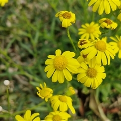 Senecio madagascariensis (Madagascan Fireweed, Fireweed) at Ulladulla, NSW - Today by trevorpreston