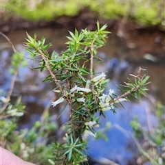 Styphelia sieberi at Keinbah, NSW - Today by LeeMears