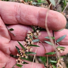 Acrotriche divaricata at Keinbah, NSW - Today by LeeMears