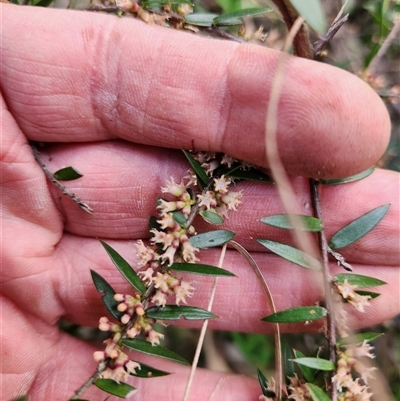 Acrotriche divaricata at Keinbah, NSW - Today by LeeMears