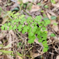 Adiantum aethiopicum at Keinbah, NSW - Yesterday by LeeMears