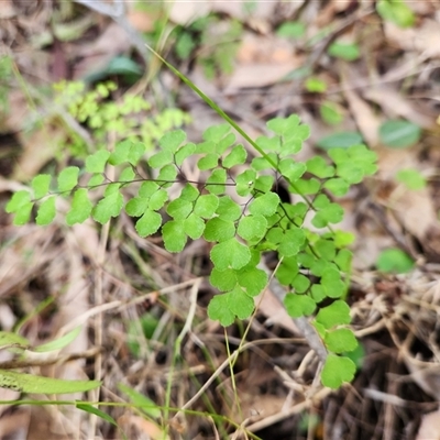 Adiantum aethiopicum at Keinbah, NSW - Yesterday by LeeMears