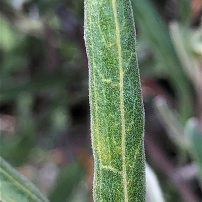 Unverified Other Shrub at Crowther, NSW - Yesterday by Frecko