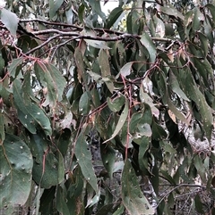 Eucalyptus dives at Crowther, NSW - 13 Jul 2025 by Frecko