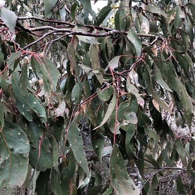 Eucalyptus dives at Crowther, NSW - 13 Jul 2025 by Frecko