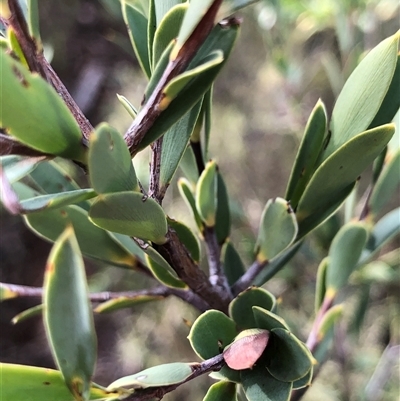 Styphelia triflora (Five-corners) at Crowther, NSW - Today by Frecko