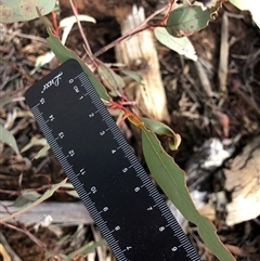 Eucalyptus rossii (Inland Scribbly Gum) at Crowther, NSW - Today by Frecko