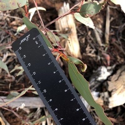 Eucalyptus rossii (Inland Scribbly Gum) at Crowther, NSW - Today by Frecko