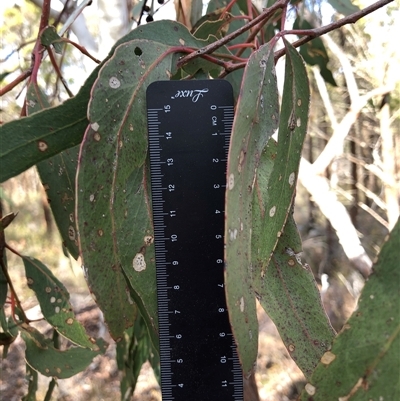 Eucalyptus bridgesiana at Crowther, NSW - 13 Jul 2025 by Frecko