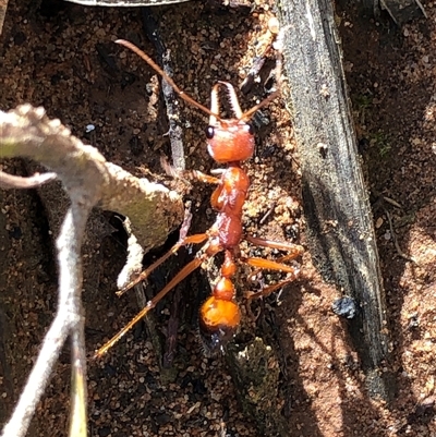 Myrmecia gulosa (Red bull ant) at Crowther, NSW - 13 Jul 2025 by Frecko