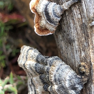 Unverified Underside smooth or wrinkled/roughened <Stereum etc> at Crowther, NSW - 13 Jul 2025 by Frecko