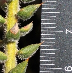Unverified Plant at Crowther, NSW - 13 Jul 2025 by Frecko