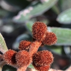 Persoonia sericea at Crowther, NSW - Yesterday by Frecko