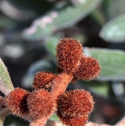Persoonia sericea at Crowther, NSW - Yesterday by Frecko
