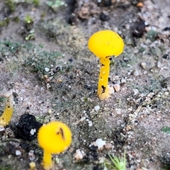 Lichenomphalia chromacea (Yellow Navel) at Crowther, NSW - 13 Jul 2025 by Frecko