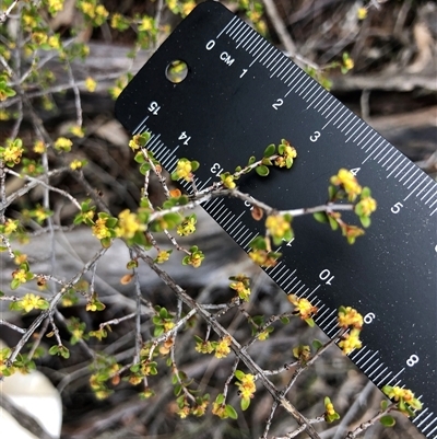 Pseudanthus divaricatissimus at Crowther, NSW - Yesterday by Frecko