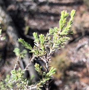 Calytrix tetragona (Common Fringe-myrtle) at Crowther, NSW - Today by Frecko