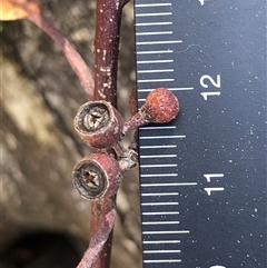 Eucalyptus blakelyi at Crowther, NSW - 13 Jul 2025 by Frecko