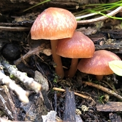Unverified Cap on a stem; gills below cap [mushrooms or mushroom-like] at Crowther, NSW - 12 Jul 2025 by Frecko