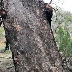 Eucalyptus bridgesiana at Crowther, NSW - 12 Jul 2025 by Frecko