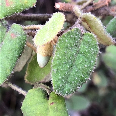 Correa reflexa at Crowther, NSW - 12 Jul 2025 by Frecko