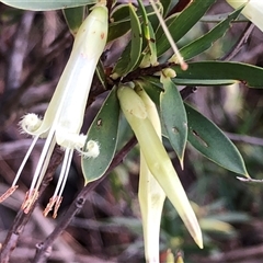 Styphelia triflora (Five-corners) at Crowther, NSW - Yesterday by Frecko
