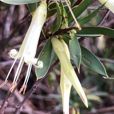 Styphelia triflora (Five-corners) at Crowther, NSW - Yesterday by Frecko