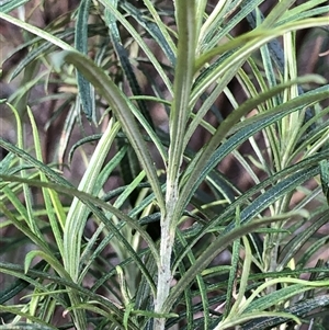 Unverified Plant at Crowther, NSW - Yesterday by Frecko