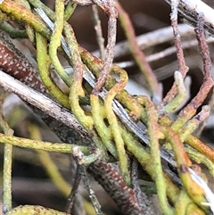 Amyema miquelii at Crowther, NSW - Yesterday by Frecko