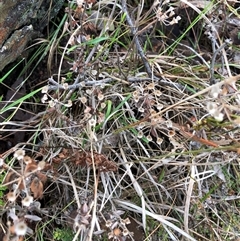 Pomax umbellata (A Pomax) at Crowther, NSW - Yesterday by Frecko