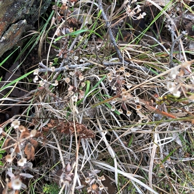 Pomax umbellata (A Pomax) at Crowther, NSW - Yesterday by Frecko