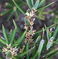 Melichrus urceolatus at Crowther, NSW - 12 Jul 2025 by Frecko