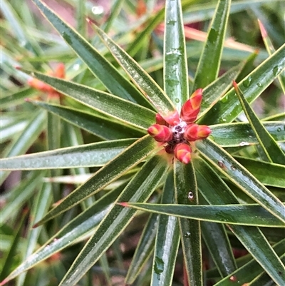 Melichrus erubescens (Ruby Urn Heath) at Crowther, NSW - Yesterday by Frecko